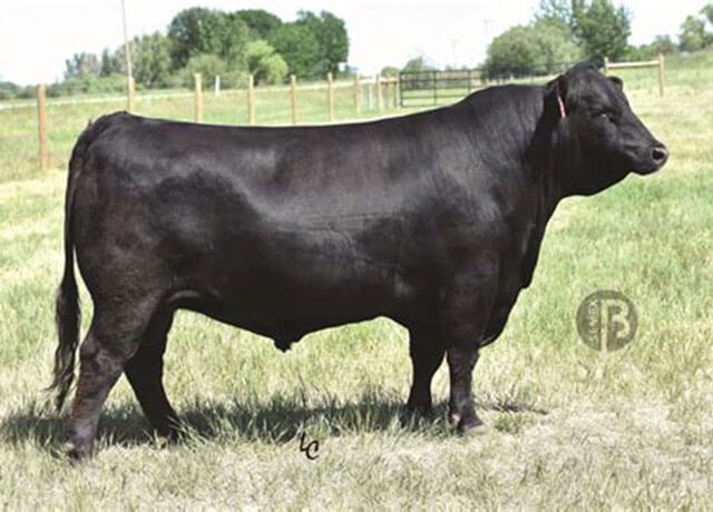 jersey bull archer